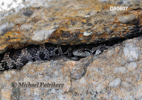 Black Rat Snake (Elaphe obsoleta)
